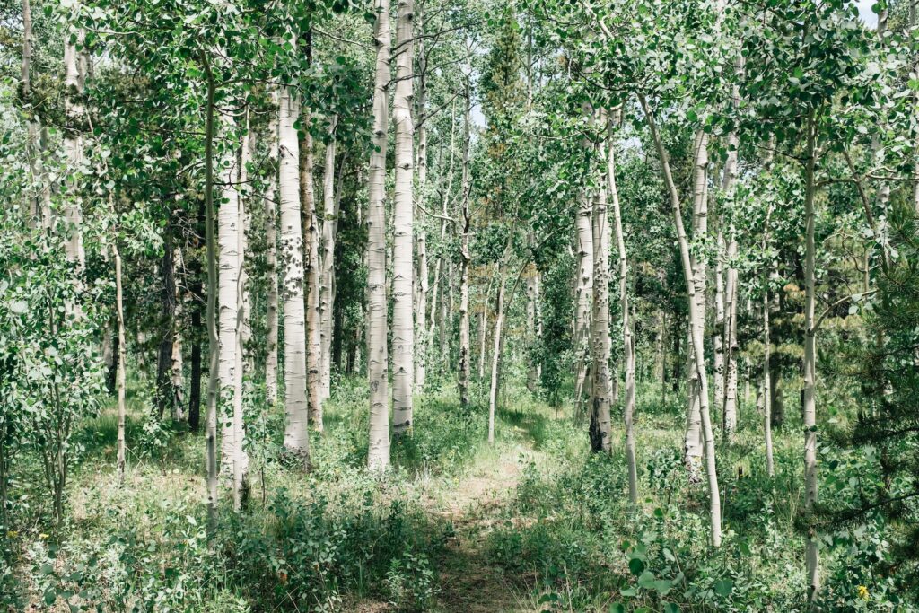 Aspen; green trees in forest during daytime