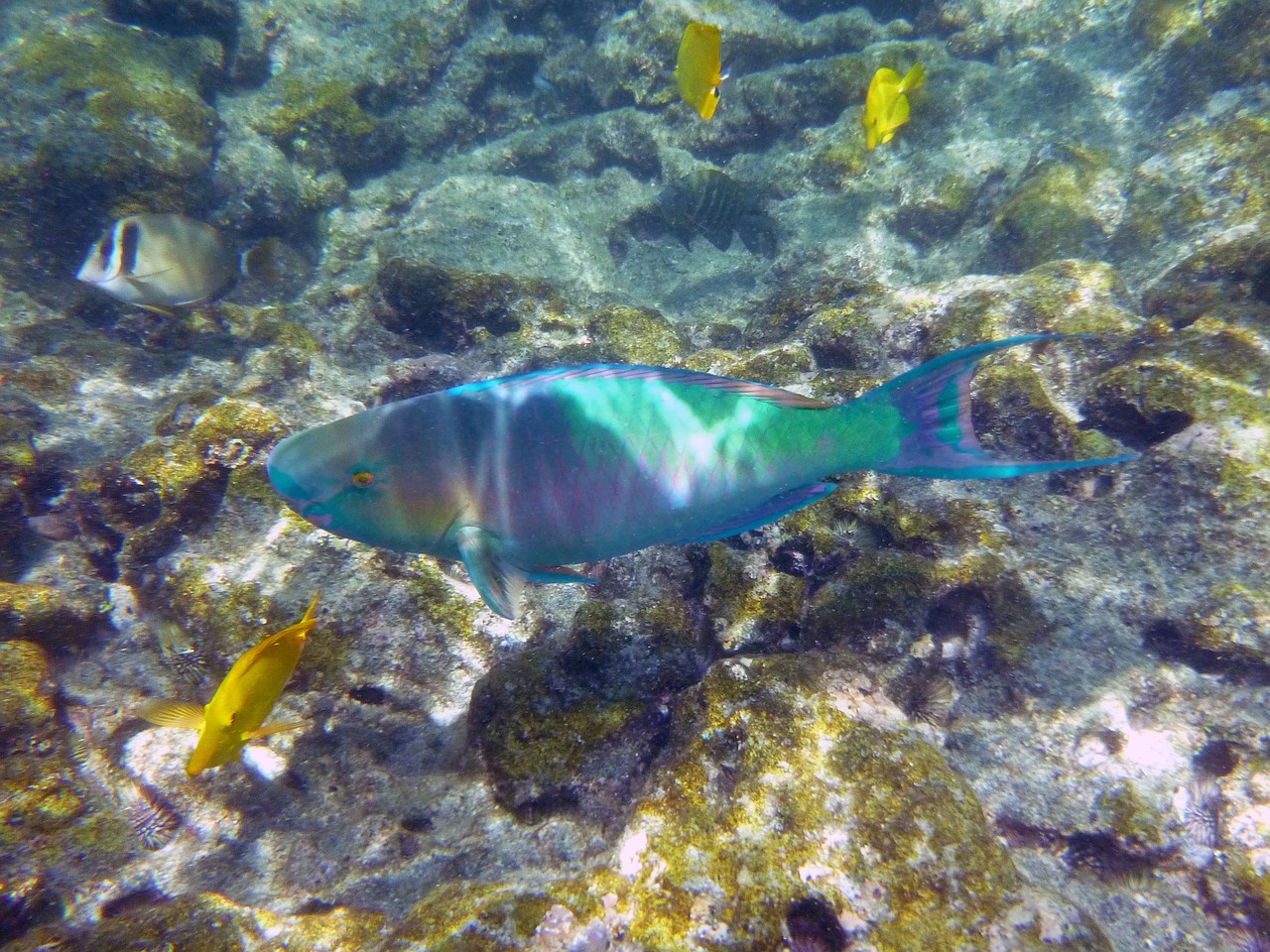 Big Island, kealakakua bay, rainbow, fish, underwater from Big Island Exploring: Kealakekua Snorkeling & Manta Ray Swimming on Slow Down, See More