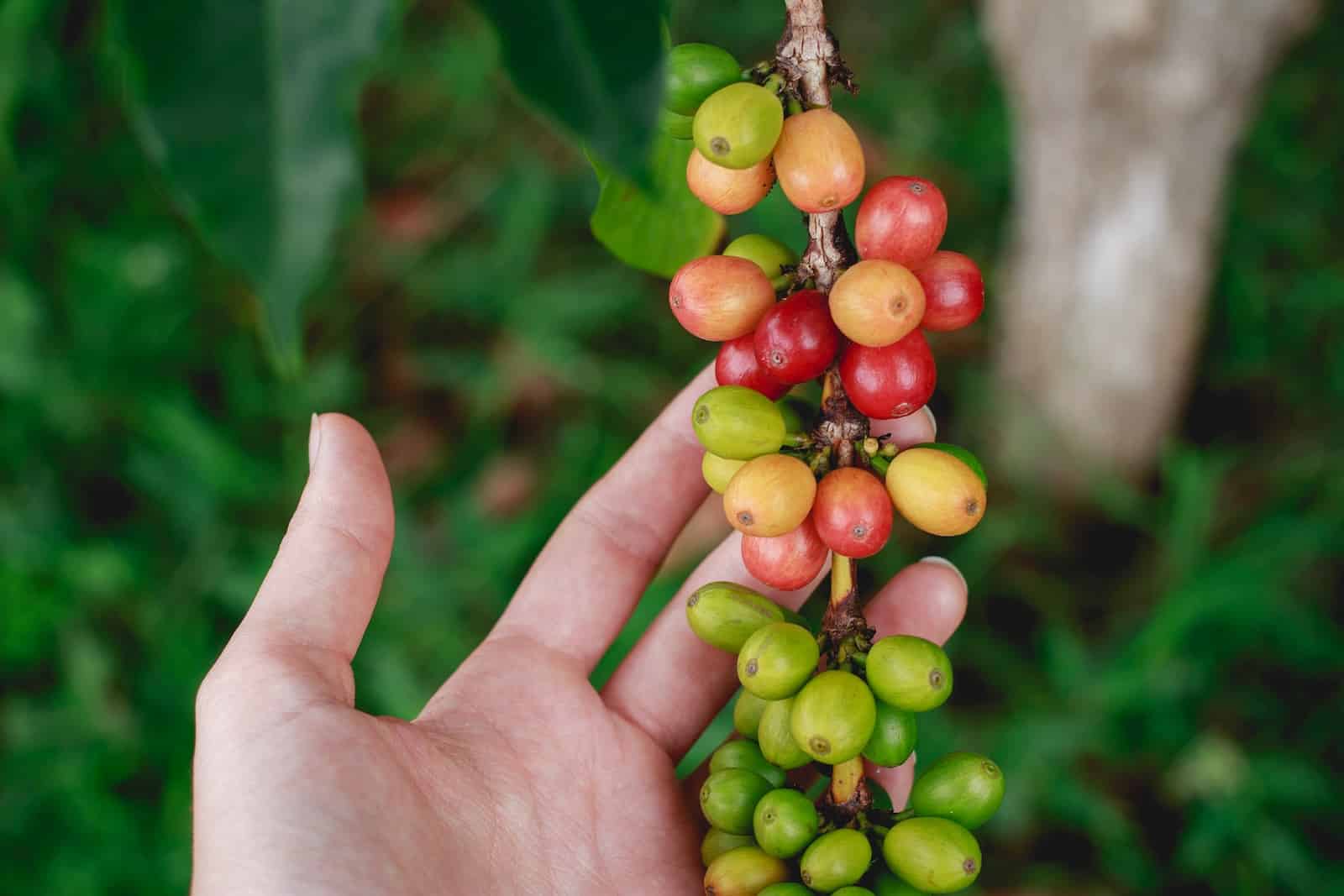 a hand is holding a bunch of berries from Big Island Exploring: Coffee Lovers in Kona on Slow Down, See More from Big Island Exploring: Coffee Lovers in Kona on Slow Down, See More from Big Island Exploring: Coffee Lovers in Kona on Slow Down, See More from Big Island Exploring: Coffee Lovers in Kona on Slow Down, See More from Big Island Exploring: Coffee Lovers in Kona on Slow Down, See More from Big Island Exploring: Coffee Lovers in Kona on Slow Down, See More from Big Island Exploring: Coffee Lovers in Kona on Slow Down, See More from Big Island Exploring: Coffee Lovers in Kona on Slow Down, See More from Big Island Exploring: Kona Coffee Lovers on Slow Down, See More from Big Island Exploring: Kona Coffee Lovers on Slow Down, See More from Big Island Exploring: Kona Coffee Lovers on Slow Down, See More from Big Island Exploring: Kona Coffee Lovers on Slow Down, See More from Big Island Exploring: Kona Coffee Lovers on Slow Down, See More from Big Island Exploring: Kona Coffee Lovers on Slow Down, See More from Big Island Exploring: Kona Coffee Lovers on Slow Down, See More