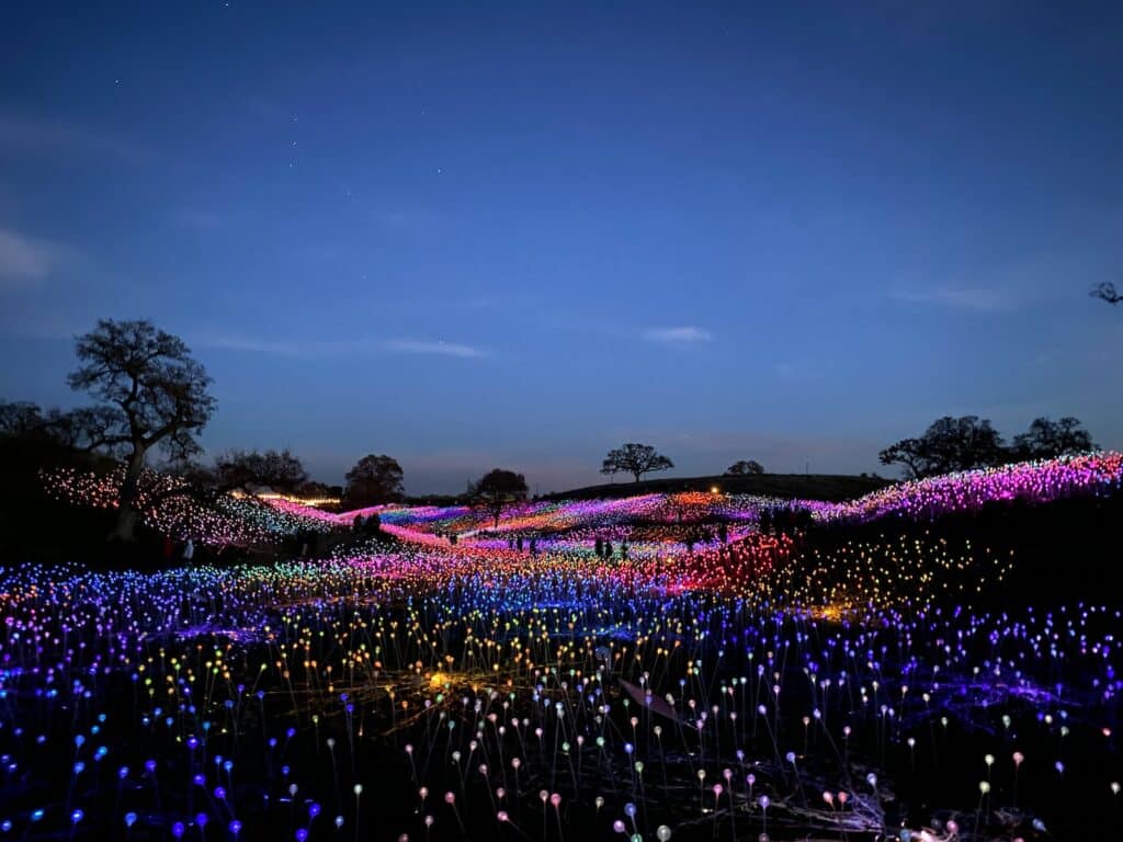 purple and pink flower field during night time