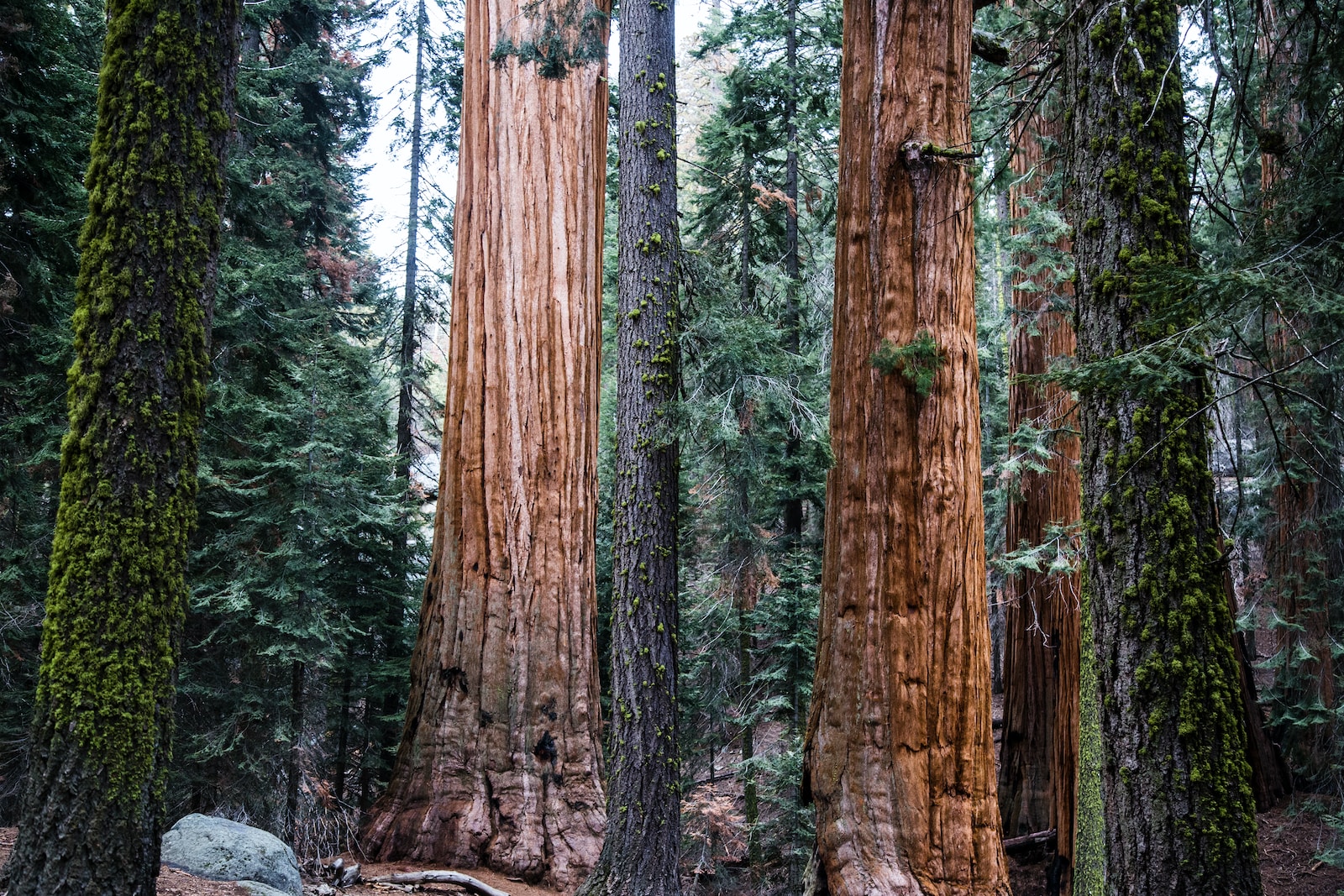 tree trunks during daytime from Sequoia & Kings Canyon National Park on Slow Down, See More from Sequoia & Kings Canyon National Park on Slow Down, See More from Sequoia & Kings Canyon National Park: Stay Tuned on Slow Down, See More from Sequoia & Kings Canyon National Park: Stay Tuned on Slow Down, See More from Sequoia & Kings Canyon National Park: Stay Tuned on Slow Down, See More from Sequoia & Kings Canyon National Park: Stay Tuned on Slow Down, See More from Sequoia & Kings Canyon National Park: Stay Tuned on Slow Down, See More from Sequoia & Kings Canyon National Park: Stay Tuned on Slow Down, See More from Sequoia & Kings Canyon National Park: Stay Tuned on Slow Down, See More from Sequoia & Kings Canyon National Park: Stay Tuned on Slow Down, See More from Sequoia & Kings Canyon National Park: Stay Tuned on Slow Down, See More from Sequoia & Kings Canyon National Park: Stay Tuned on Slow Down, See More from Sequoia & Kings Canyon National Park: Stay Tuned on Slow Down, See More from Sequoia & Kings Canyon National Park: Stay Tuned on Slow Down, See More from Sequoia & Kings Canyon National Park: Stay Tuned on Slow Down, See More from Sequoia & Kings Canyon National Park: Stay Tuned on Slow Down, See More